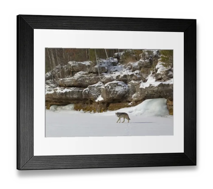 Framed Print : Grey Wolf (Canis lupus) adult, walking on snow below rocky habitat, with frozen underground spring in background Framed Print : Grey Wolf (Canis lupus) adult, walking on snow below rocky habitat, with frozen underground spring in background