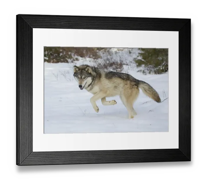 Framed Print : Grey Wolf (Canis lupus) adult, prancing to encourage playful behaviour from another wolf, in snow, Minnesota, U. S. A