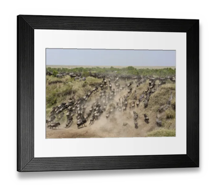 Framed Print : White-bearded Wildebeest (Connochaetus taurinus mearnsi) and Common Zebra (Equus quagga) herd Framed Print : White-bearded Wildebeest (Connochaetus taurinus mearnsi) and Common Zebra (Equus quagga) herd
