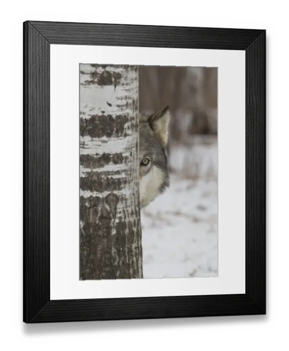 Framed Print : Grey Wolf (Canis lupus) adult, close-up of head, looking out from behind birch tree in snow, Minnesota, U. S. A Framed Print : Grey Wolf (Canis lupus) adult, close-up of head, looking out from behind birch tree in snow, Minnesota, U. S. A