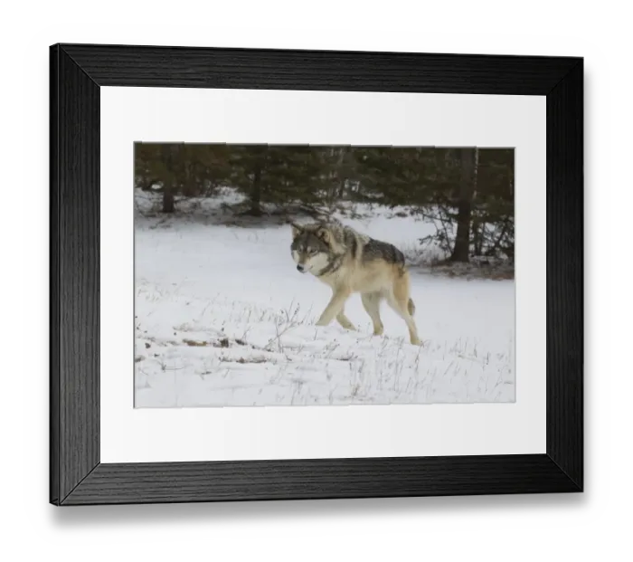 Framed Print : Grey Wolf (Canis lupus) adult, walking into snow covered woodland clearing, Minnesota, U. S. A. January (captive)
