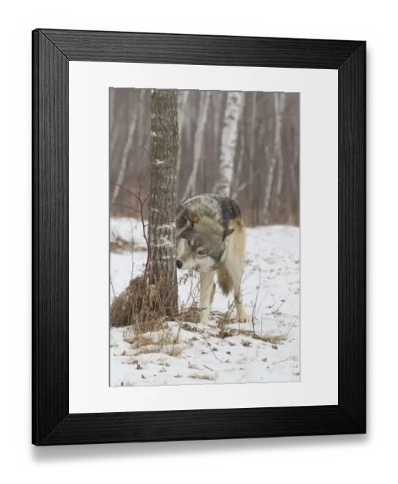 Framed Print : Grey Wolf (Canis lupus) adult, sniffing tree trunk to detect other wolves scent markings, in snow, Minnesota, U. S. A