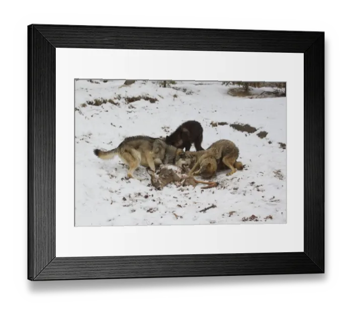 Framed Print : Grey Wolf (Canis lupus) four adults, pack feeding on White-Tailed Deer (Odocoileus virginianus) Framed Print : Grey Wolf (Canis lupus) four adults, pack feeding on White-Tailed Deer (Odocoileus virginianus)
