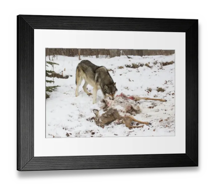 Framed Print : Grey Wolf (Canis lupus) adult male, feeding on White-Tailed Deer (Odocoileus virginianus) prey in snow, Minnesota