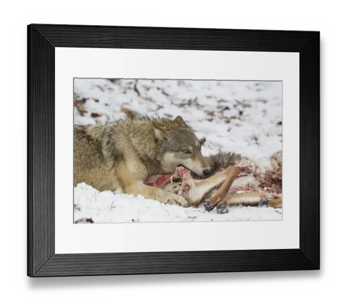 Framed Print : Grey Wolf (Canis lupus) adult female, feeding on White-Tailed Deer (Odocoileus virginianus) prey in snow, Minnesota Framed Print : Grey Wolf (Canis lupus) adult female, feeding on White-Tailed Deer (Odocoileus virginianus) prey in snow, Minnesota