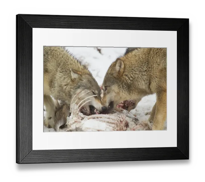 Framed Print : Grey Wolf (Canis lupus) two adult females, close-up of heads, feeding on White-Tailed Deer (Odocoileus virginianus) Framed Print : Grey Wolf (Canis lupus) two adult females, close-up of heads, feeding on White-Tailed Deer (Odocoileus virginianus)
