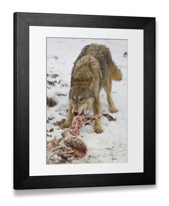 Framed Print : Grey Wolf (Canis lupus) adult female, feeding on White-Tailed Deer (Odocoileus virginianus) prey in snow, Minnesota
