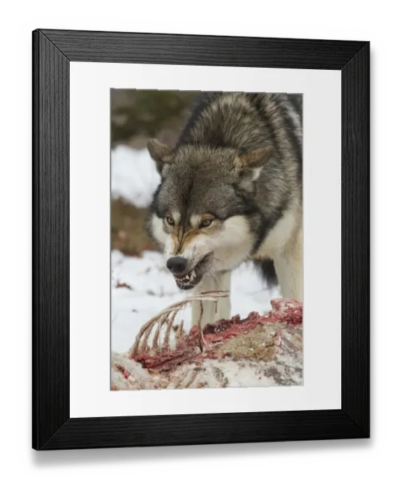 Framed Print : Grey Wolf (Canis lupus) adult alpha male, in aggressive posture, snarling at other wolves whilst feeding Framed Print : Grey Wolf (Canis lupus) adult alpha male, in aggressive posture, snarling at other wolves whilst feeding