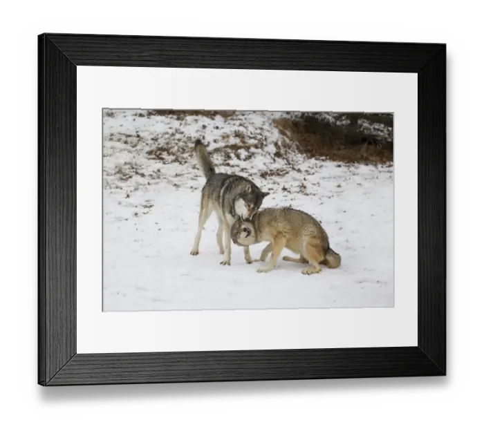 Framed Print : Grey Wolf (Canis lupus) adult pair, female in submissive posture during interaction with alpha male, in snow Framed Print : Grey Wolf (Canis lupus) adult pair, female in submissive posture during interaction with alpha male, in snow
