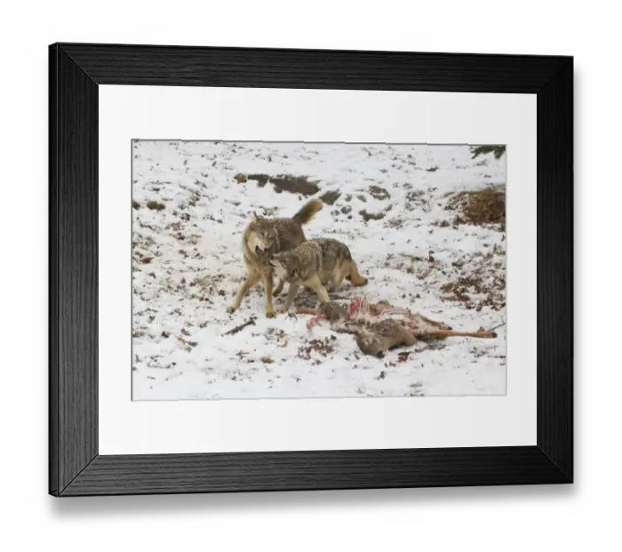 Framed Print : Grey Wolf (Canis lupus) two adult females, playful behaviour beside White-Tailed Deer (Odocoileus virginianus) Framed Print : Grey Wolf (Canis lupus) two adult females, playful behaviour beside White-Tailed Deer (Odocoileus virginianus)