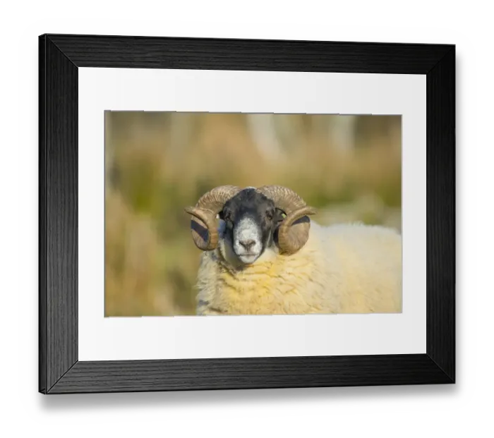 Framed Print : Domestic Sheep, Scottish Blackface, ram, close-up of head, Grampian Mountains, Aberdeenshire, Highlands, Scotland Framed Print : Domestic Sheep, Scottish Blackface, ram, close-up of head, Grampian Mountains, Aberdeenshire, Highlands, Scotland