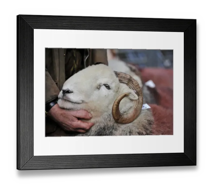 Framed Print : Domestic Sheep, Herdwick ram, close-up of head, held by shepherd at annual tup sale, Broughton in Furness Framed Print : Domestic Sheep, Herdwick ram, close-up of head, held by shepherd at annual tup sale, Broughton in Furness