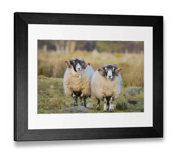 Framed Print : Domestic Sheep, Scottish Blackface, two rams, standing in pasture, Grampian Mountains, Aberdeenshire, Highlands Framed Print : Domestic Sheep, Scottish Blackface, two rams, standing in pasture, Grampian Mountains, Aberdeenshire, Highlands