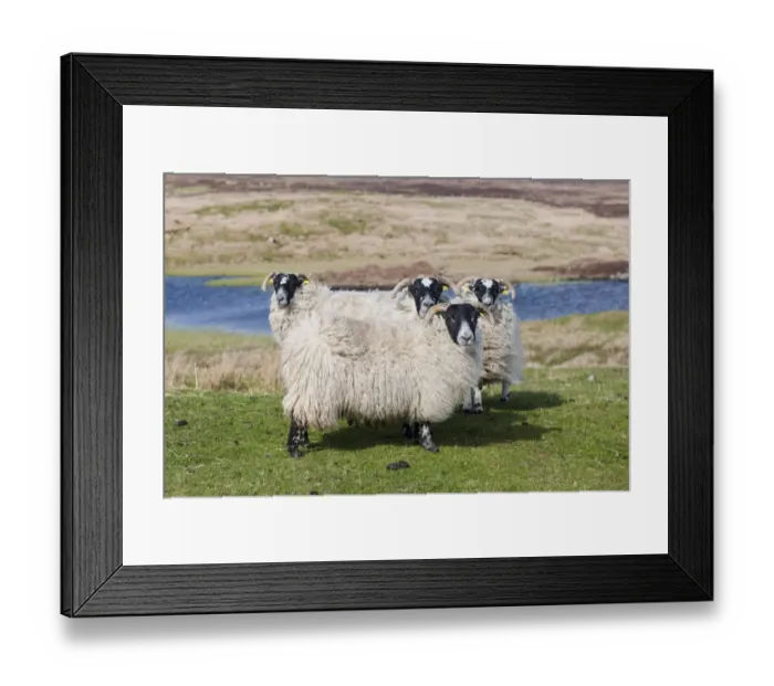 Framed Print : Domestic Sheep, Scottish Blackface, four ewes, standing in moorland, South Uist, Outer Hebrides, Scotland, May