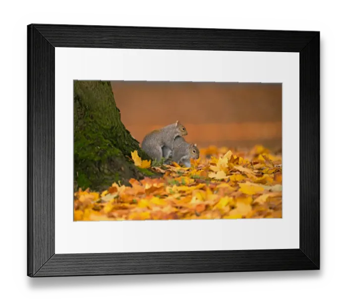 Framed Print : Eastern Grey Squirrel (Sciurus carolinensis) introduced species, adult pair, mating amongst fallen leaves, Merseyside Framed Print : Eastern Grey Squirrel (Sciurus carolinensis) introduced species, adult pair, mating amongst fallen leaves, Merseyside