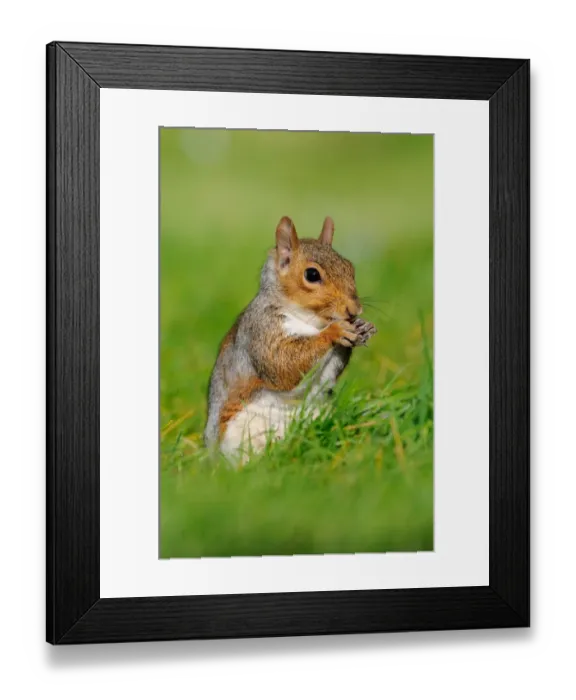 Framed Print : Eastern Grey Squirrel (Sciurus carolinensis) introduced species, adult, feeding, sitting on grass, Oxfordshire Framed Print : Eastern Grey Squirrel (Sciurus carolinensis) introduced species, adult, feeding, sitting on grass, Oxfordshire
