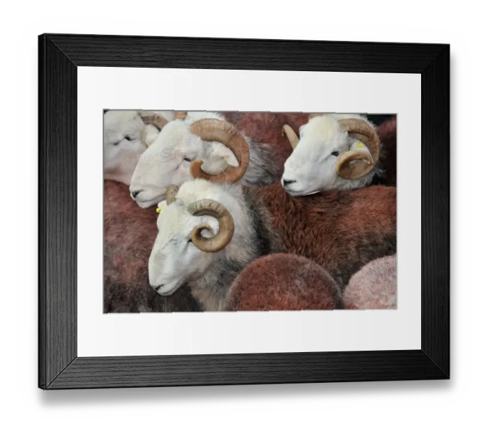 Framed Print : Domestic Sheep, Herdwick rams, flock at annual tup sale, Broughton in Furness, Lake District, Cumbria, England, October Framed Print : Domestic Sheep, Herdwick rams, flock at annual tup sale, Broughton in Furness, Lake District, Cumbria, England, October