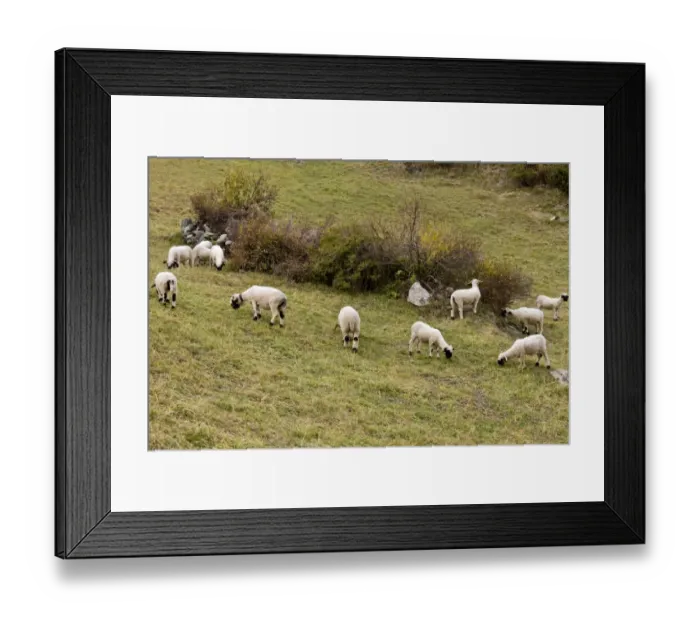 Framed Print : Domestic Sheep, Walliser Schwarznasenschaf (Valais Blacknose) dual purpose breed, flock grazing in mountain pasture Framed Print : Domestic Sheep, Walliser Schwarznasenschaf (Valais Blacknose) dual purpose breed, flock grazing in mountain pasture
