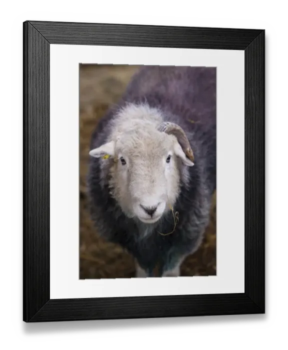 Framed Print : Domestic Sheep, Herdwick ram, close-up of head, with only one horn, Lake District N. P. Cumbria, England, November