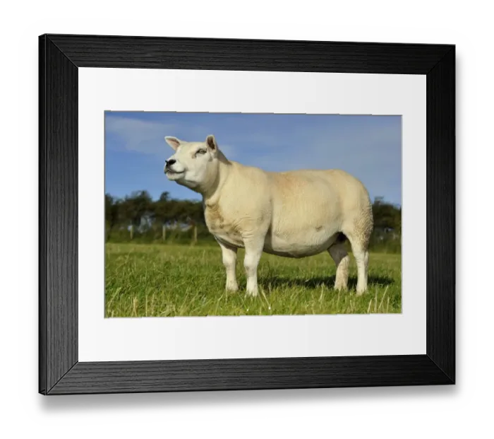 Framed Print : Domestic Sheep, Texel ewe, standing in pasture, Lancashire, England, September Framed Print : Domestic Sheep, Texel ewe, standing in pasture, Lancashire, England, September