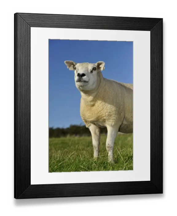 Framed Print : Domestic Sheep, Texel ewe, standing in pasture, Lancashire, England, September