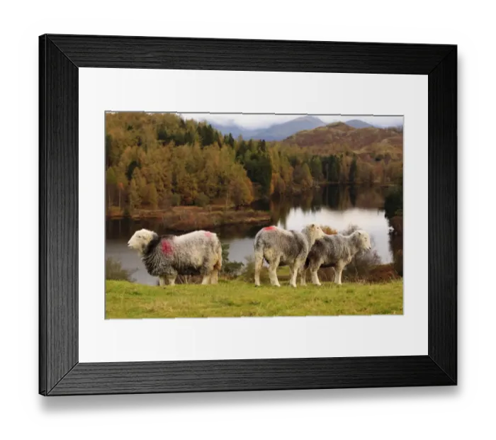 Framed Print : Domestic Sheep, Herdwick ewes, standing beside lake, Tarn Hows, Lake District, Cumbria, England, October Framed Print : Domestic Sheep, Herdwick ewes, standing beside lake, Tarn Hows, Lake District, Cumbria, England, October