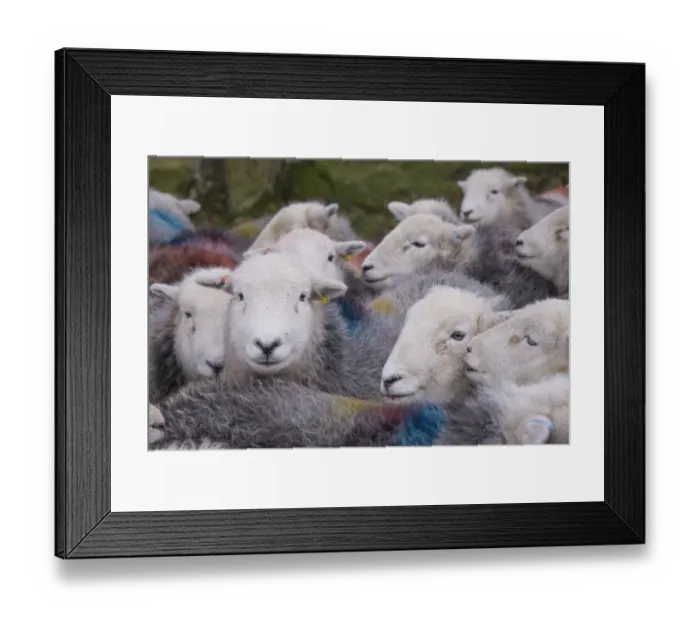Framed Print : Domestic Sheep, Herdwick ewes, close-up of heads, flock in pasture, Lake District N. P. Cumbria, England, November