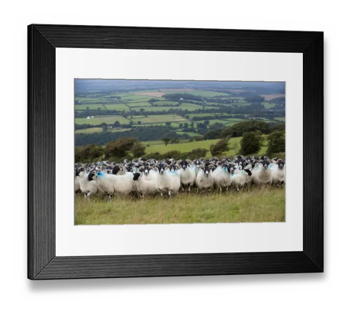 Framed Print : Domestic Sheep, Scottish Blackface ewes, flock standing on pasture in farmland, Devon, England, August Framed Print : Domestic Sheep, Scottish Blackface ewes, flock standing on pasture in farmland, Devon, England, August
