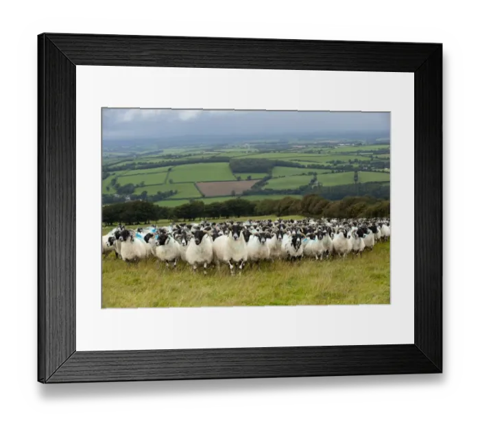 Framed Print : Domestic Sheep, Scottish Blackface ewes, flock standing on pasture in farmland, Devon, England, August Framed Print : Domestic Sheep, Scottish Blackface ewes, flock standing on pasture in farmland, Devon, England, August