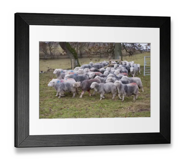 Framed Print : Domestic Sheep, Herdwick ewes, flock walking through gateway in pasture, Lake District N. P. Cumbria, England, November Framed Print : Domestic Sheep, Herdwick ewes, flock walking through gateway in pasture, Lake District N. P. Cumbria, England, November