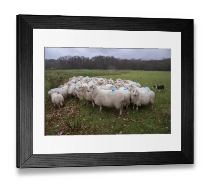 Framed Print : Domestic Sheep, Welsh Mountain ewes, flock herded by collie sheepdog in pasture on hill farm, near Conwy, Clwyd Framed Print : Domestic Sheep, Welsh Mountain ewes, flock herded by collie sheepdog in pasture on hill farm, near Conwy, Clwyd
