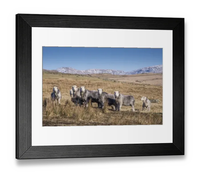 Framed Print : Domestic Sheep, Herdwick ewes, flock standing in upland pasture, Crosbythwaite, Lake District N. P Framed Print : Domestic Sheep, Herdwick ewes, flock standing in upland pasture, Crosbythwaite, Lake District N. P