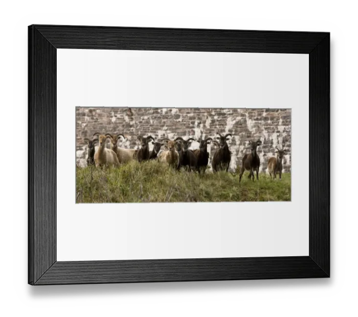 Framed Print : Soay Sheep, flock, used for conservation grazing and browsing on coastal clifftop, Berry Head N. N. R Framed Print : Soay Sheep, flock, used for conservation grazing and browsing on coastal clifftop, Berry Head N. N. R
