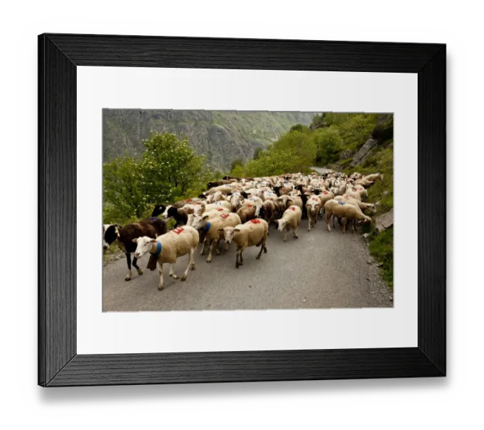 Framed Print : Domestic Sheep, flock being herded along road to high pastures, above Heas Valley, French Pyrenees, France, June Framed Print : Domestic Sheep, flock being herded along road to high pastures, above Heas Valley, French Pyrenees, France, June