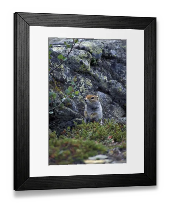 Framed Print : Squirrel Arctic Ground (Citellus parryii) Alaska Framed Print : Squirrel Arctic Ground (Citellus parryii) Alaska