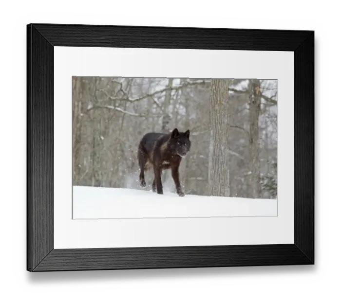 Framed Print : Grey Wolf (Canis lupus) black form, adult female, walking on snow at woodland edge, Minnesota, U. S. A. January (captive) Framed Print : Grey Wolf (Canis lupus) black form, adult female, walking on snow at woodland edge, Minnesota, U. S. A. January (captive)