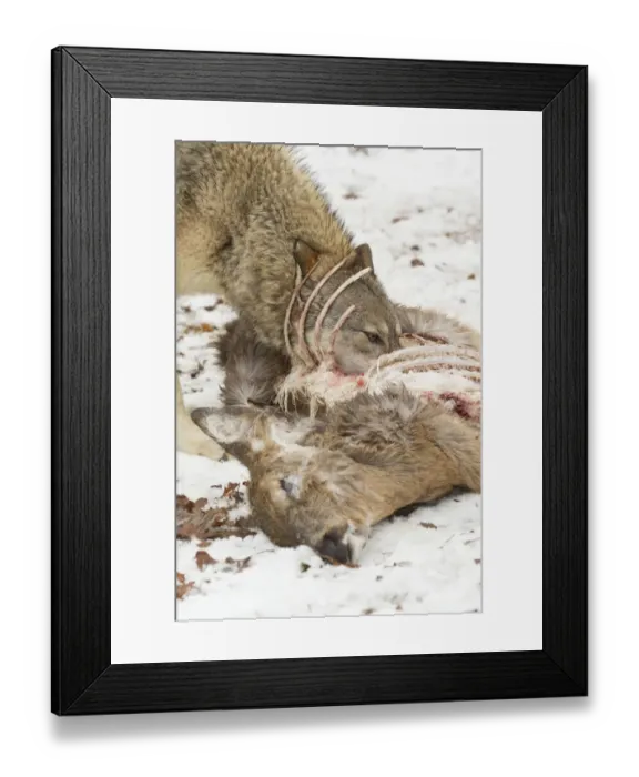 Framed Print : Grey Wolf (Canis lupus) adult female, feeding on White-Tailed Deer (Odocoileus virginianus) prey in snow, Minnesota Framed Print : Grey Wolf (Canis lupus) adult female, feeding on White-Tailed Deer (Odocoileus virginianus) prey in snow, Minnesota