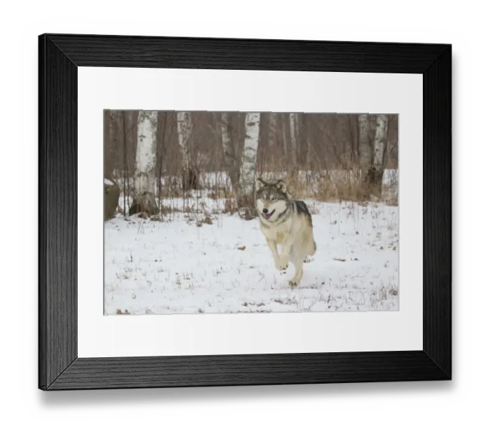 Framed Print : Grey Wolf (Canis lupus) adult, running on snow on edge of birch wood, Minnesota, U. S. A. January (captive) Framed Print : Grey Wolf (Canis lupus) adult, running on snow on edge of birch wood, Minnesota, U. S. A. January (captive)