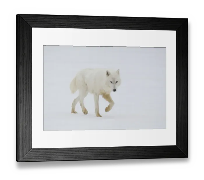 Framed Print : Arctic Wolf (Canis lupus arctos) adult, walking on snow, Minnesota, U. S. A. January (captive) Framed Print : Arctic Wolf (Canis lupus arctos) adult, walking on snow, Minnesota, U. S. A. January (captive)