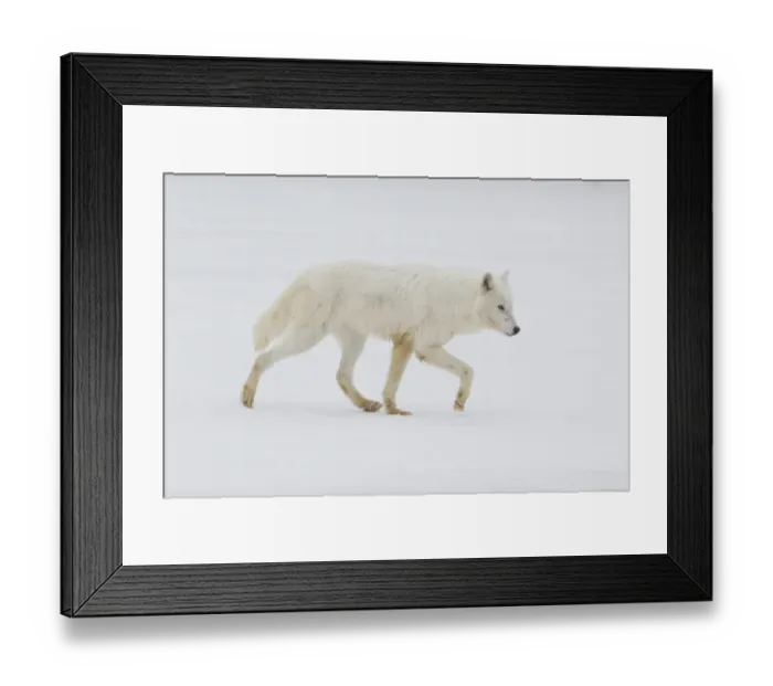 Framed Print : Arctic Wolf (Canis lupus arctos) adult, walking on snow, Minnesota, U. S. A. January (captive) Framed Print : Arctic Wolf (Canis lupus arctos) adult, walking on snow, Minnesota, U. S. A. January (captive)