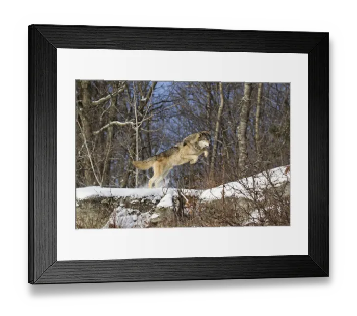 Framed Print : Grey Wolf (Canis lupus) adult, jumping over snow covered rocks at woodland edge, Minnesota, U. S. A. January (captive)