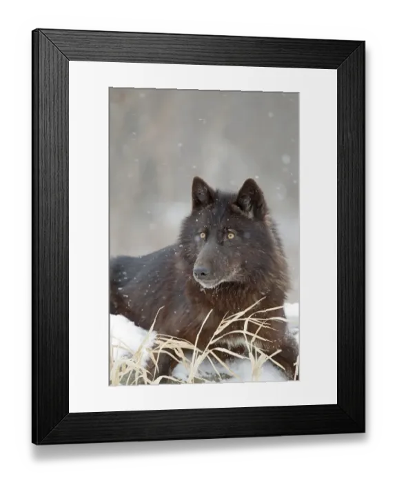Framed Print : Grey Wolf (Canis lupus) black form, adult female, resting on snow covered rock during snowfall, Minnesota, U. S. A Framed Print : Grey Wolf (Canis lupus) black form, adult female, resting on snow covered rock during snowfall, Minnesota, U. S. A