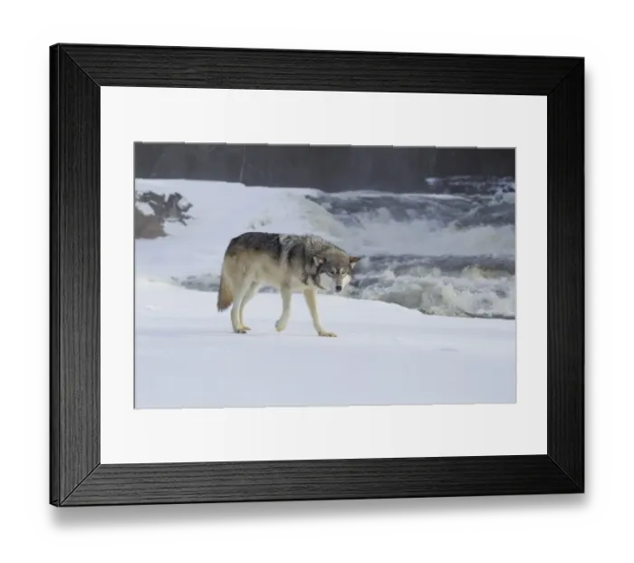 Framed Print : Grey Wolf (Canis lupus) adult, walking on snow in front of river rapids, Minnesota, U. S. A. January (captive) Framed Print : Grey Wolf (Canis lupus) adult, walking on snow in front of river rapids, Minnesota, U. S. A. January (captive)