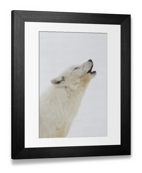 Framed Print : Arctic Wolf (Canis lupus arctos) adult, close-up of head, howling, in snow, Minnesota, U. S. A. January (captive) Framed Print : Arctic Wolf (Canis lupus arctos) adult, close-up of head, howling, in snow, Minnesota, U. S. A. January (captive)