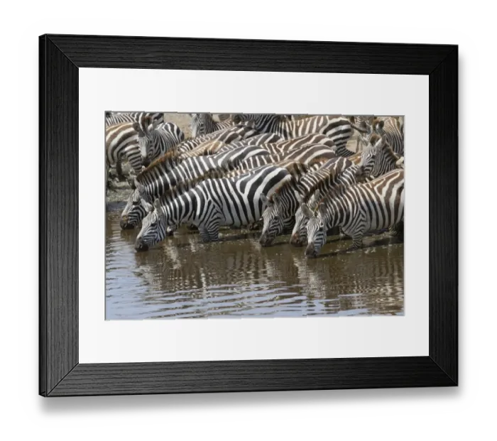 Framed Print : Common Zebra (Equus quagga) adults, herd drinking at waterhole, Serengeti N. P. Tanzania, December Framed Print : Common Zebra (Equus quagga) adults, herd drinking at waterhole, Serengeti N. P. Tanzania, December