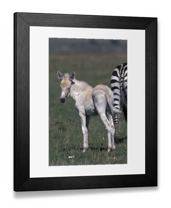 Framed Print : Zebra (Equus burchelli) (Albino) Young standing behind adult / Masai Mara Framed Print : Zebra (Equus burchelli) (Albino) Young standing behind adult / Masai Mara