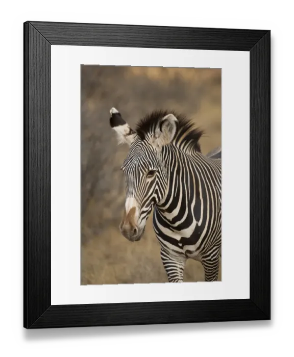 Framed Print : Grevys Zebra (Equus grevyi) adult, close-up of head, Samburu National Reserve, Kenya, August Framed Print : Grevys Zebra (Equus grevyi) adult, close-up of head, Samburu National Reserve, Kenya, August