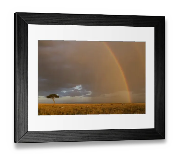 Framed Print : Common Zebra (Equus quagga) herd, in savannah habitat with rainbow, in evening sunlight, Masai Mara National Reserve Framed Print : Common Zebra (Equus quagga) herd, in savannah habitat with rainbow, in evening sunlight, Masai Mara National Reserve