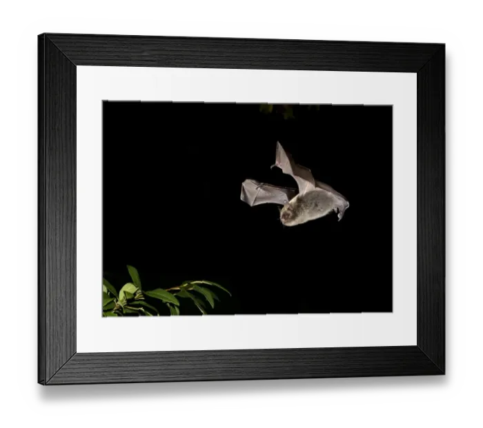 Framed Print : Brandts Bat (Myotis brandtii) adult, in flight over cotoneaster at night, Sussex, England, October Framed Print : Brandts Bat (Myotis brandtii) adult, in flight over cotoneaster at night, Sussex, England, October
