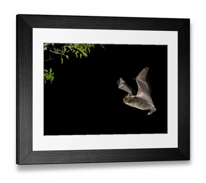 Framed Print : Brandts Bat (Myotis brandtii) adult, in flight towards ivy at night, Sussex, England, October